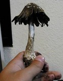 Coprinopsis picacea image