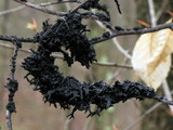 Scorias spongiosa image