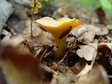 Cantharellus subpruinosus image