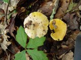 Cantharellus subpruinosus image