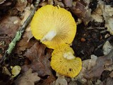 Cantharellus subpruinosus image