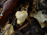 Cantharellus subpruinosus image