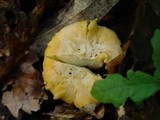 Cantharellus subpruinosus image
