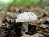 Amanita boudieri image