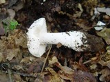 Amanita boudieri image