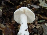 Amanita boudieri image