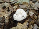 Amanita boudieri image