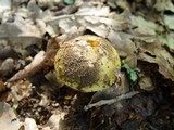 Amanita gemmata f. amici image
