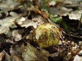Amanita gemmata f. amici image