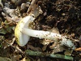 Amanita gemmata f. amici image