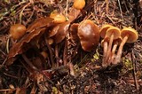 Kuehneromyces lignicola image