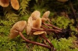 Kuehneromyces lignicola image