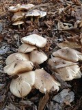 Pluteus petasatus image