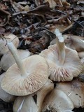 Pluteus petasatus image