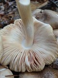 Pluteus petasatus image