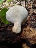 Polyporus tuberaster image