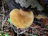 Polyporus tuberaster image