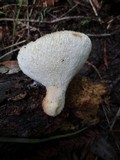 Polyporus tuberaster image