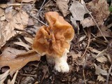 Gyromitra korfii image