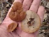 Discina ancilis image