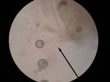 Discina ancilis image