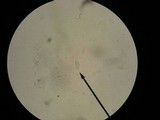 Discina ancilis image