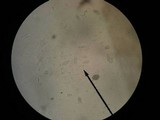 Discina ancilis image