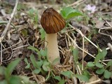 Morchella punctipes image