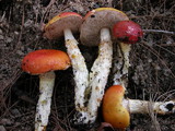 Austroboletus mutabilis image