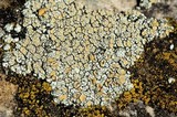 Rhizoplaca subdiscrepans image