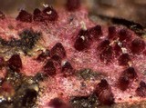 Hypomyces rosellus image