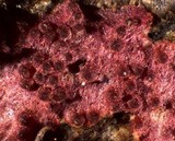 Hypomyces rosellus image