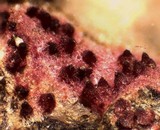 Hypomyces rosellus image