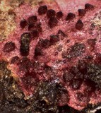 Hypomyces rosellus image