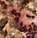 Hypomyces rosellus image