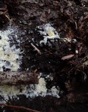 Mucronella calva image