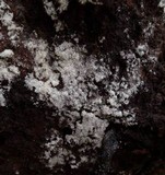 Mucronella calva image