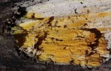 Mycoacia uda image