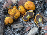 Image of Royoungia boletoides