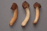 Verpa conica image