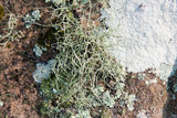 Usnea subscabrosa image