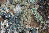 Usnea subscabrosa image
