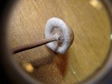 Poronia pileiformis image