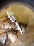 Poronia pileiformis image