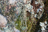 Usnea subscabrosa image