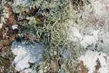 Usnea subscabrosa image