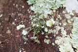 Usnea endochrysea image