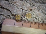 Laternea dringii image