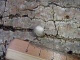 Laternea dringii image