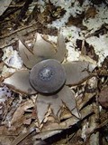 Geastrum lloydianum image